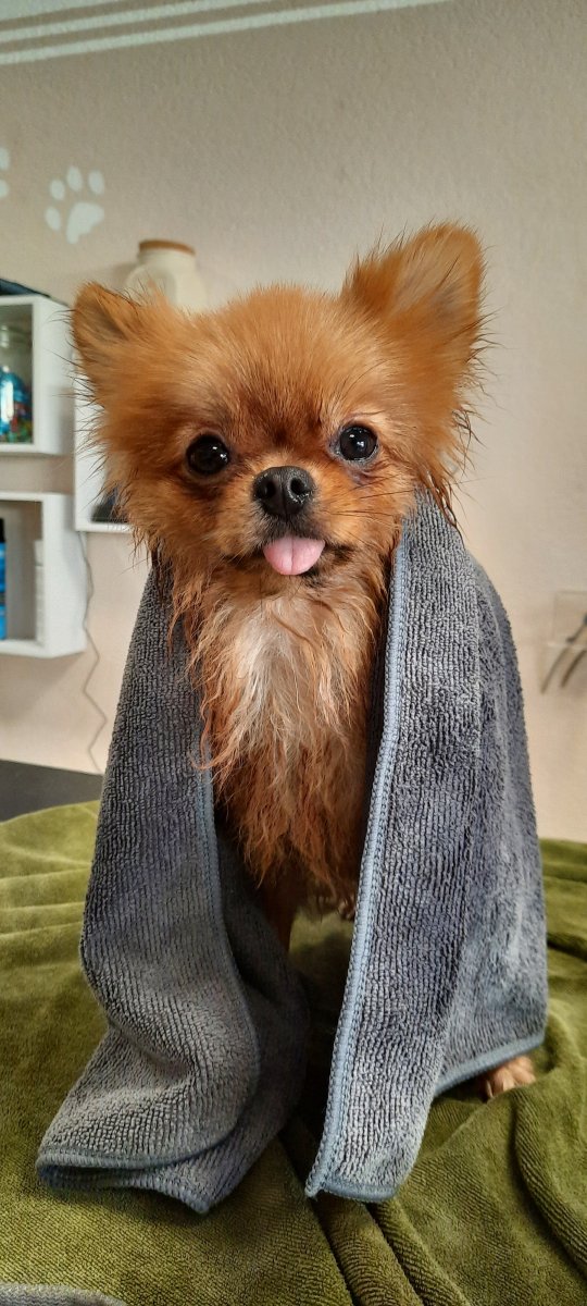 Caro's Hundesalon, Wangen bei Oten Caro's Hundesalon, Wangen bei Oten