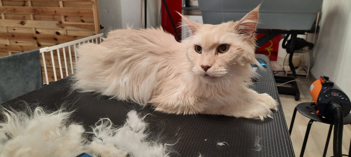 Caro's Hundesalon, Wangen bei Oten Caro's Hundesalon, Wangen bei Oten