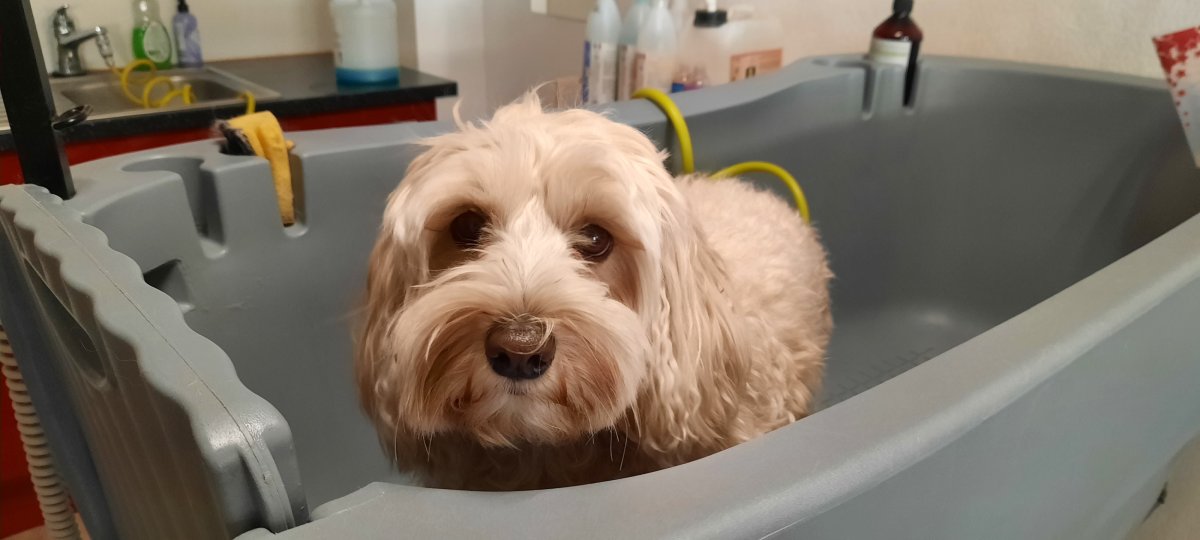 Caro's Hundesalon, Wangen bei Oten Caro's Hundesalon, Wangen bei Oten